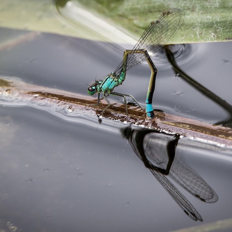 Photo credit - Sean McMenemy, Ark Wildlife (4)