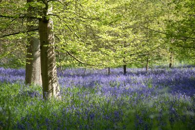 Bluebells at Kew Gardens - CREDIT - Jeff Eden © RBG Kew