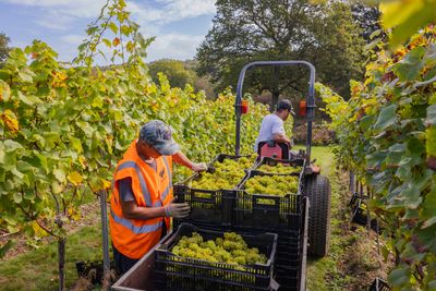 Mannings Harvest - Credit James Ratchford Photography-136.jpg