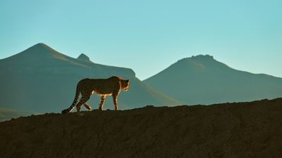 Cheetah cub on dam wall. Samara. Copyright Daviid Swanepoel.jpg