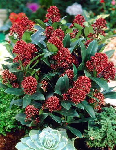 Skimmia.jpg