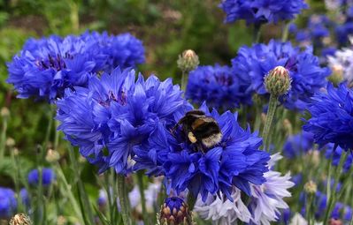 Cornflower