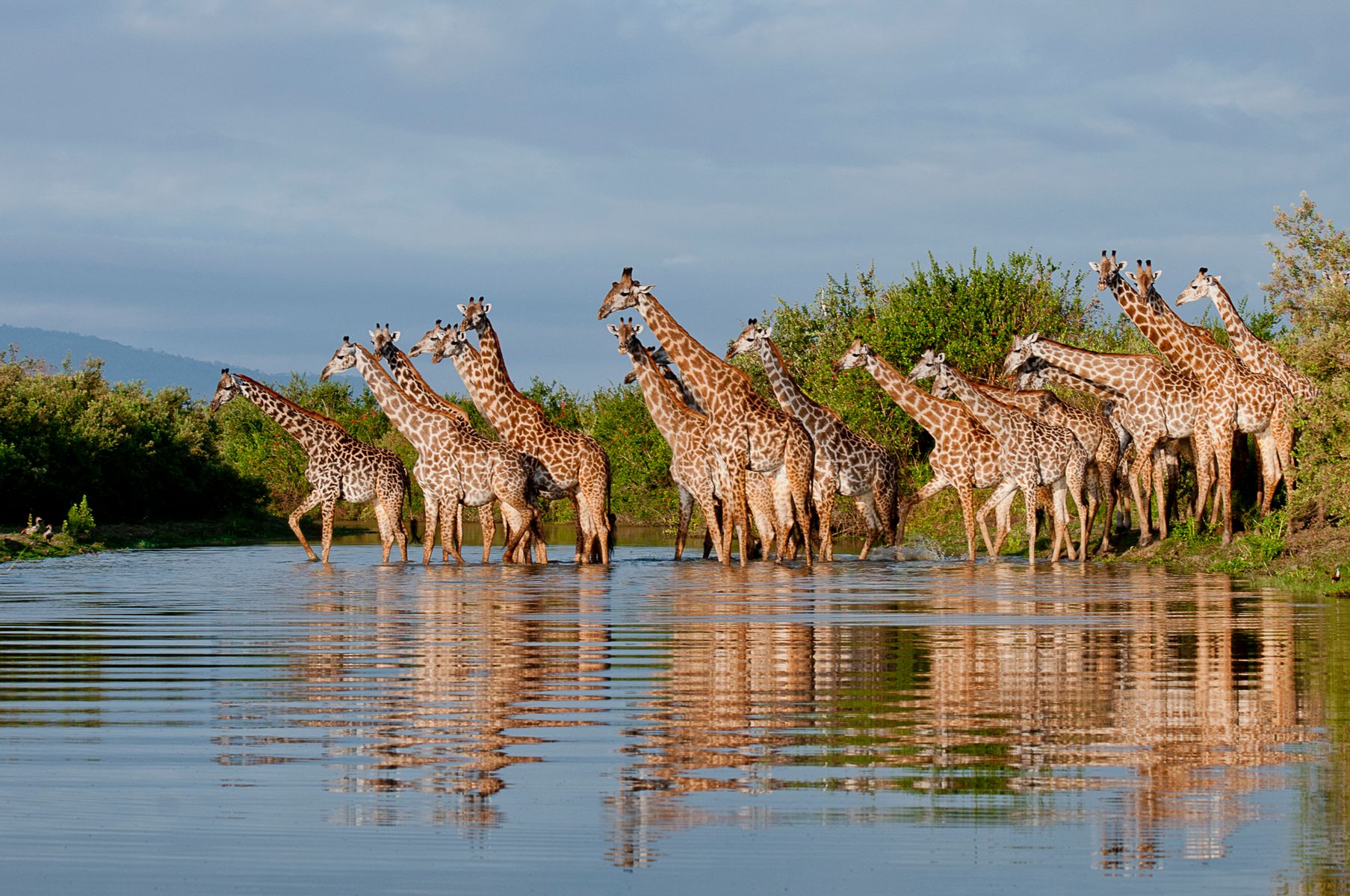 Roho ya Selous I.jpg