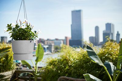 greenville hanging basket