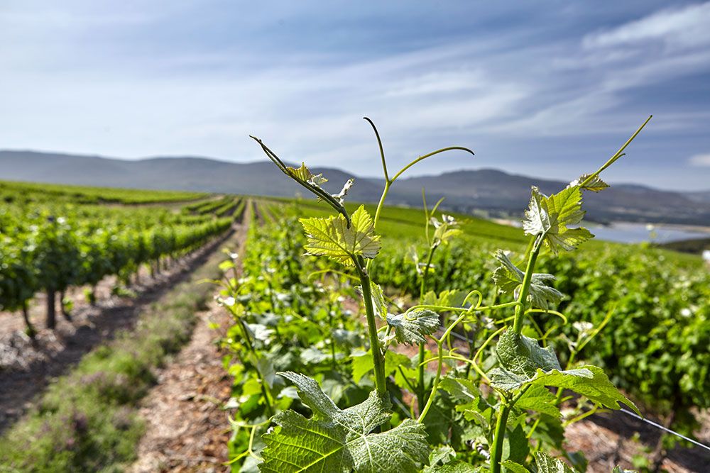 benguela-cove-vineyard-5 (1).jpg