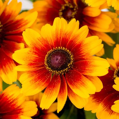 Rudbeckia Smileyz Kissing
