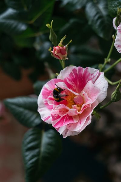 David Austin Roses receive 29th Gold for ‘The King’s Rose’ Showcase at RHS Chelsea Flower Show 2025