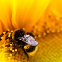 Bumblebee stock image
