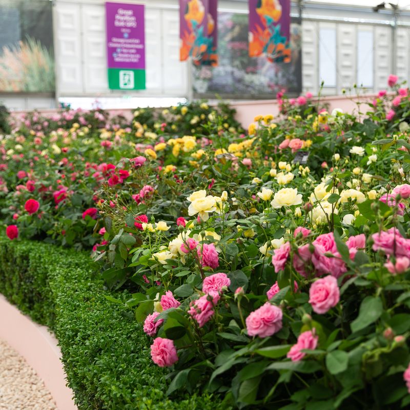 David Austin Roses - RHS Chelsea Flower Show 2024