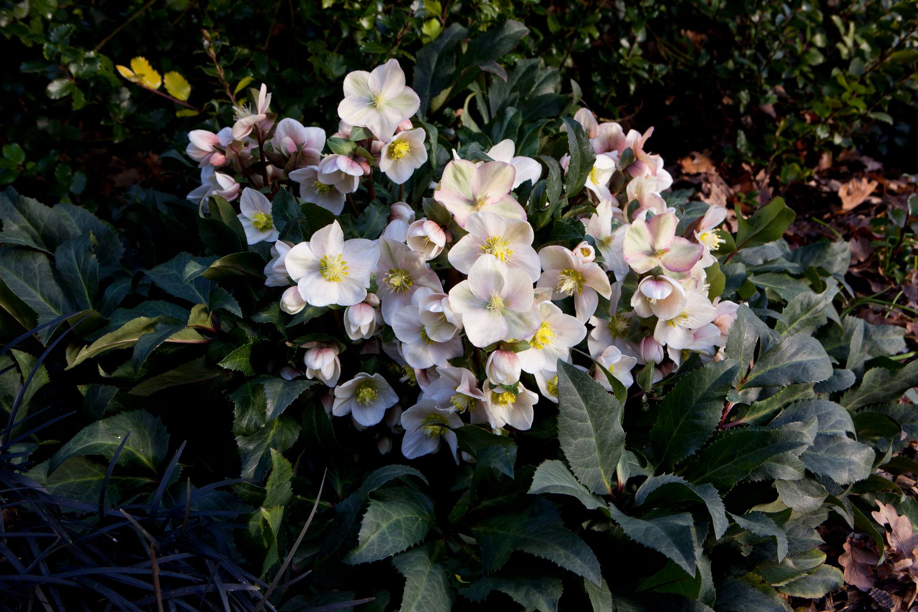 Hellebores shooting star