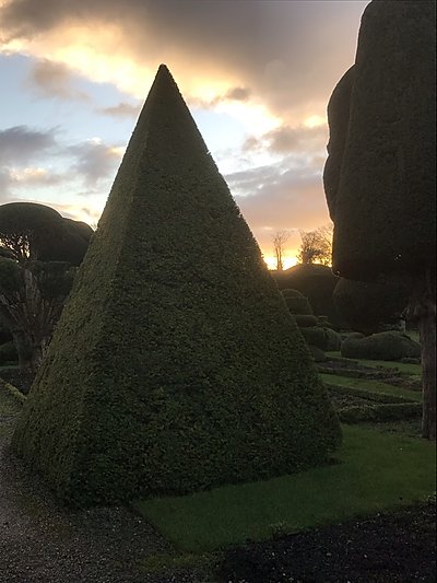 The world's oldest topiary gardens at Levens Hall and Gardens, Cumbria, UK, with winter sun behind.