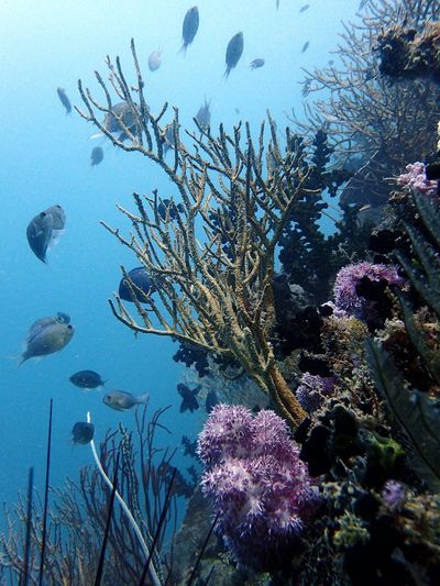 Fish on reef Cempedak.jpeg