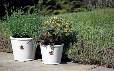 Bee Kind new Ladybird pots.jpg