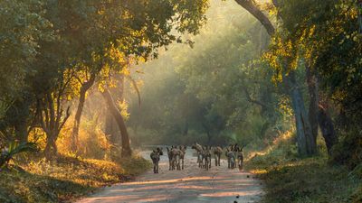 gorongosa-np-wild-dogs-mozambique.jpeg