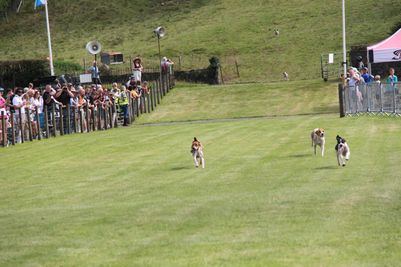 Hounds in a hound trail race at the 2022 Grasmere Lakeland Sports and Show