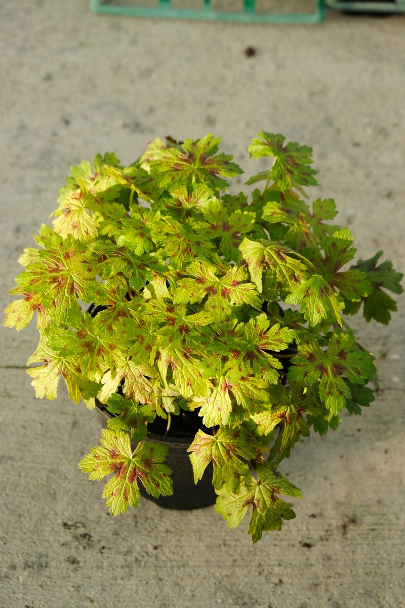 Geranium x Gold Nugget ™ (Hillger)  
