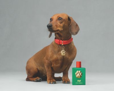 Dolce&Gabbana Fefé
