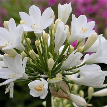 Agapanthus 'Ever White'