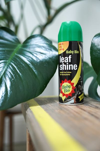 Leaf Shine