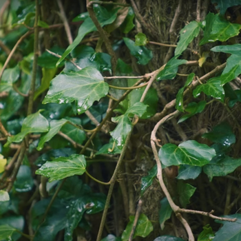 Woodlands Ivy 7.png