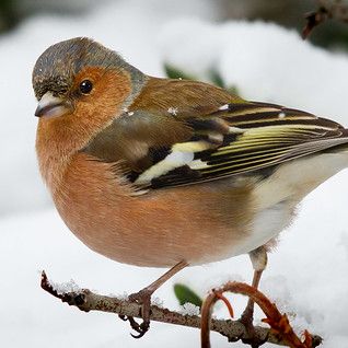 Photo credit - Sean McMenemy, Ark Wildlife