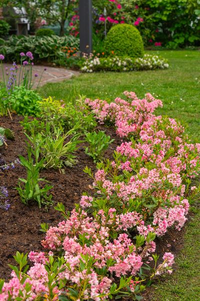Bloombux_kraeuterbeet_hecke_DSC03696.jpg