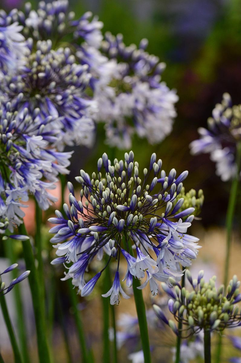 Agapanthus Fireworks.jpg