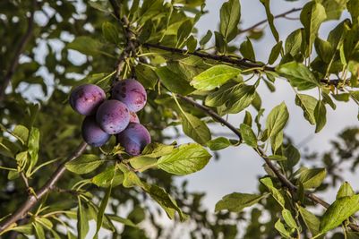 California Prune Board reinforces its commitment to sustainability 