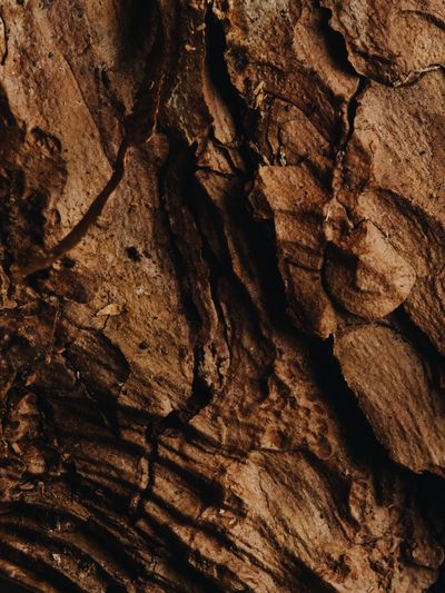 YERA-Details-1©Charlotte Lapalus-FORESTIS (19).jpg