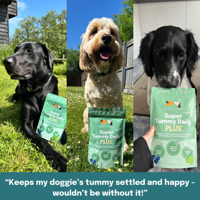 Buddy & Lola, Super Tummy Daily Plus, Pre, Pro & Postbiotics for dogs
