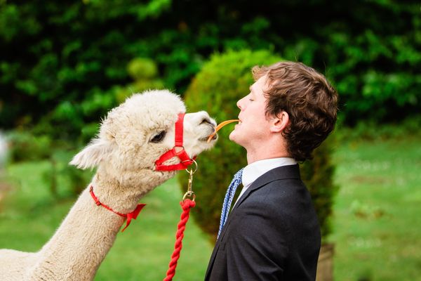 Alpaca at a tipi wedding staged at Langley Castle Hotel, Northumberland