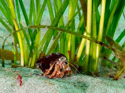 Common hermit crab seagrass, Yealm 3 RJ2 (PN marinephoto for OCT).jpg