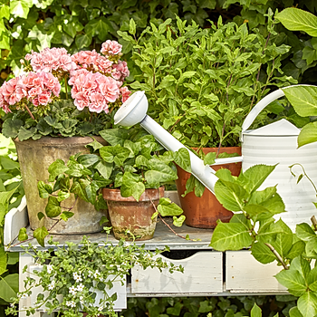 2022_Geraniums_7000_Romantic_Garden_Corners_10.jpg