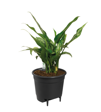 self-watering insert