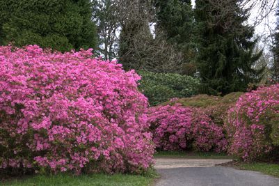 Sheffield Park and Garden