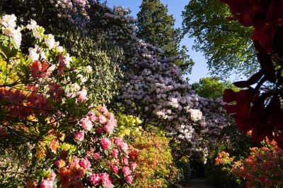 Leonardslee_Gardens-1.jpg