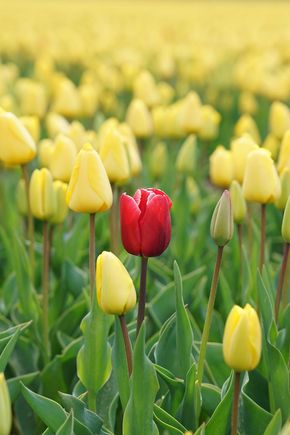 Personalization Tulip.png