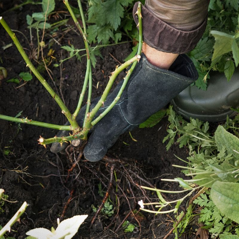 David Austin Roses champions slow living with the bare root rose revival  