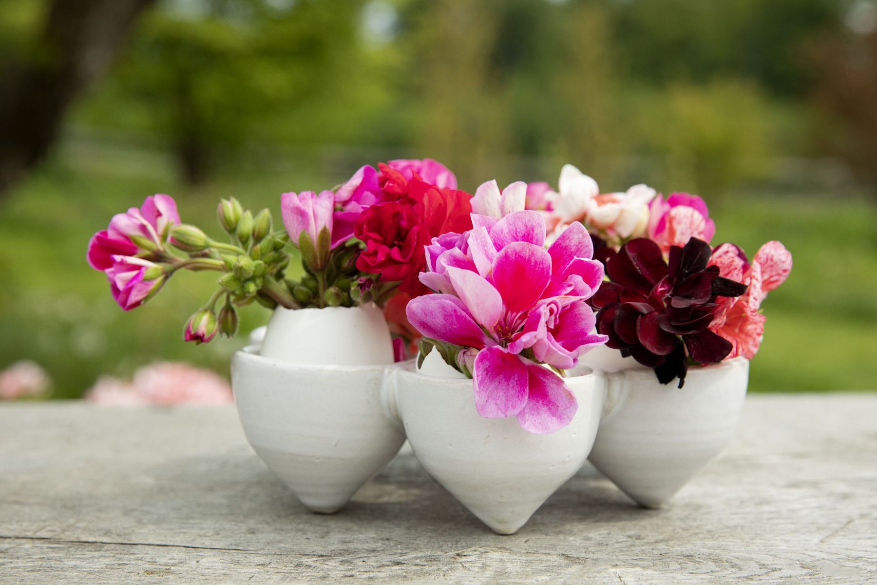 2023_Geraniums_4000_Warm_Country_Chic_33.jpg