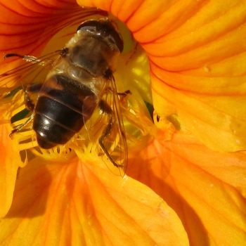 Bee 8.jpg