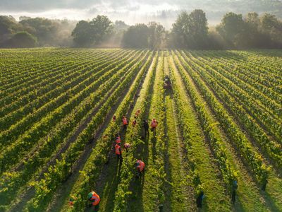 Mannings Harvest - Credit James Ratchford Photography-drone-4.jpg