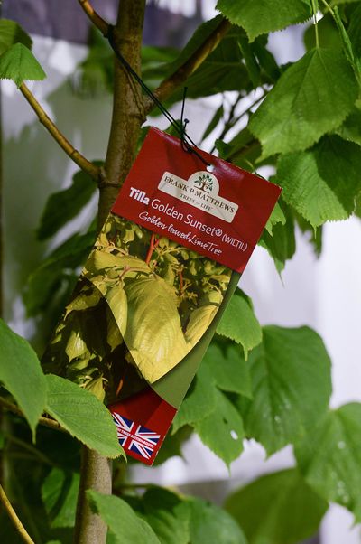 Tilia Golden Sunset.jpg