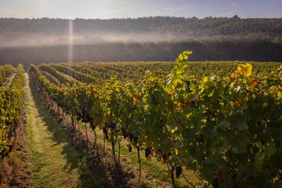 Vineyard-credit-James Ratchford.jpg