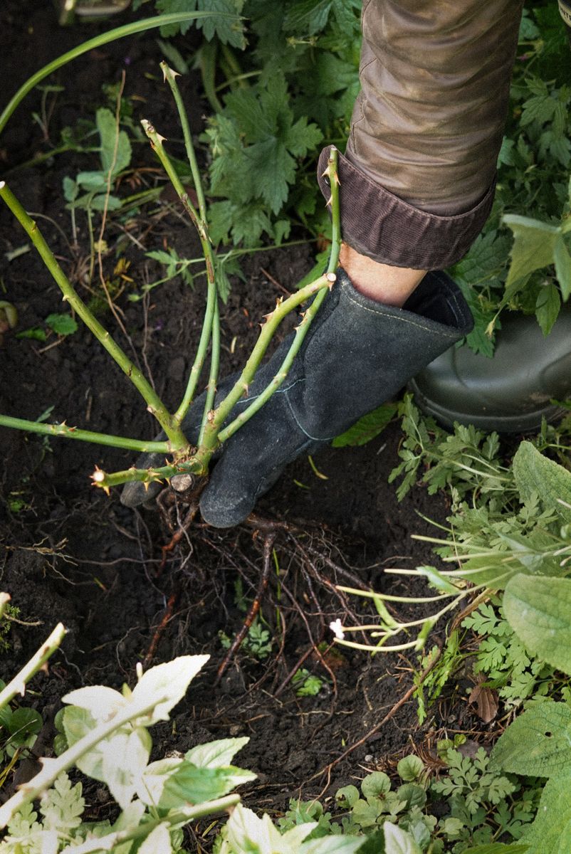 David Austin Roses champions slow living with the bare root rose revival  