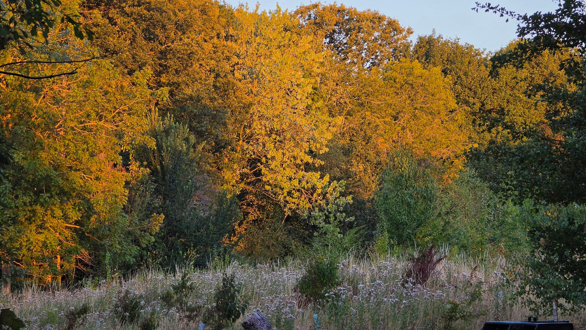 False Autumn 10.jpg