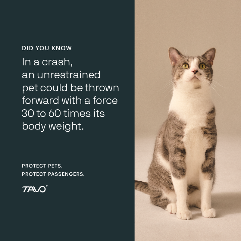 Tavo - Imagine the Impact campaign image  