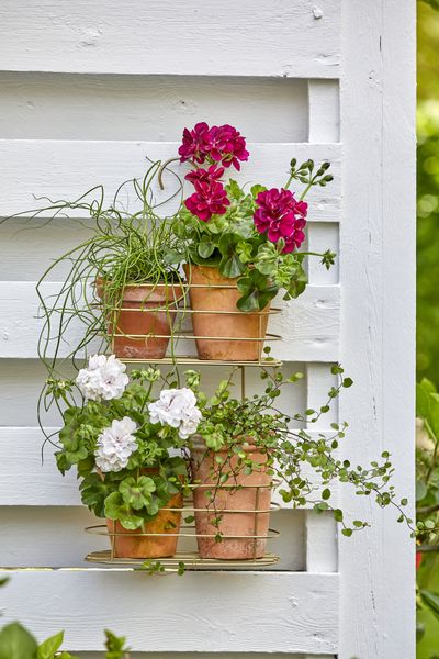 2022_Geraniums_7000_Romantic_Garden_Corners_07.jpg