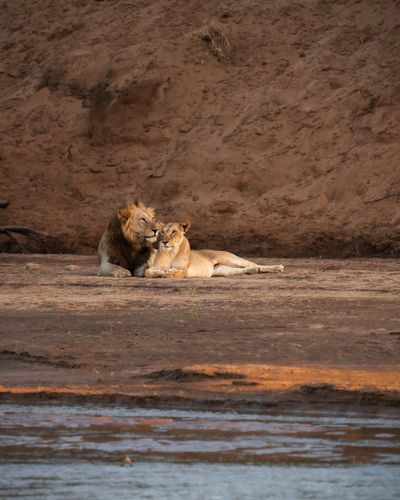 Sarara Wilderness_Lions.jpg