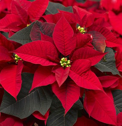Poinsettia Mirage Red.jpg