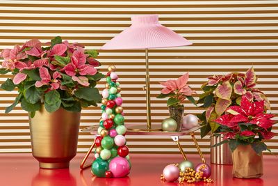 2022_poinsettia_05000_Mid_Century_Cheer_01.jpg
